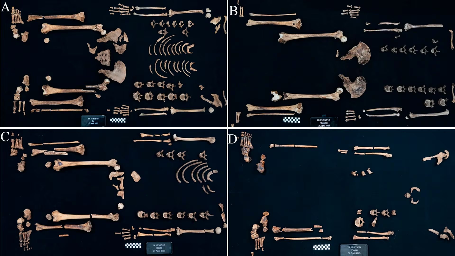 El análisis bioarqueológico combinó huesos, rayos X y espectroscopía FTIR para reconstruir salud, actividad física y vínculos familiares de la realeza del Imperio Medio (Frontiers in Environmental Archaeology)