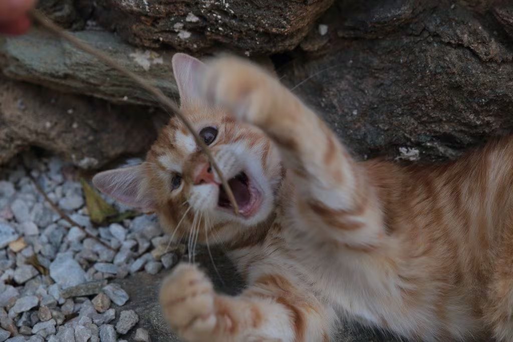 Uno de los gatos rescatados en el refugio Syros Cats. (Syros Cats)