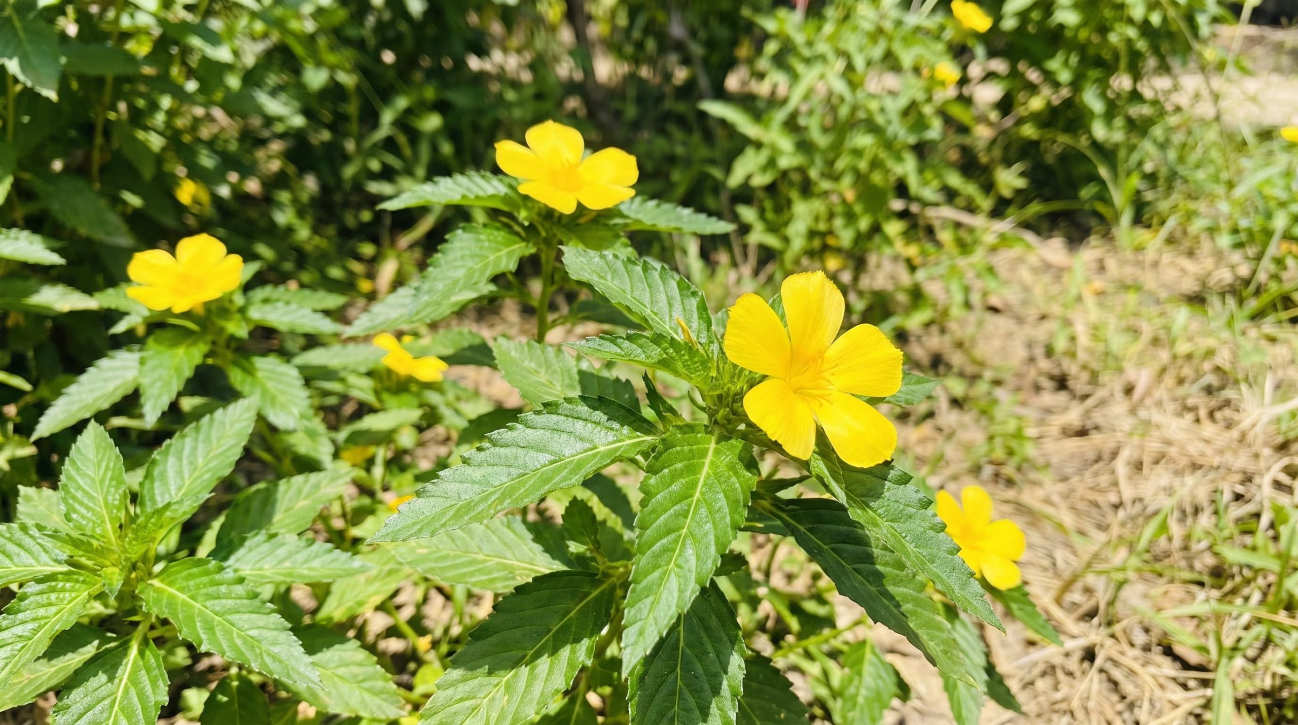 La Turnera ulmifolia produce flores amarillas que se renuevan cada jornada y no requiere fertilización constante ni podas frecuentes, salvo para mejorar la densidad del follaje. (Imagen Ilustrativa Infobae)
