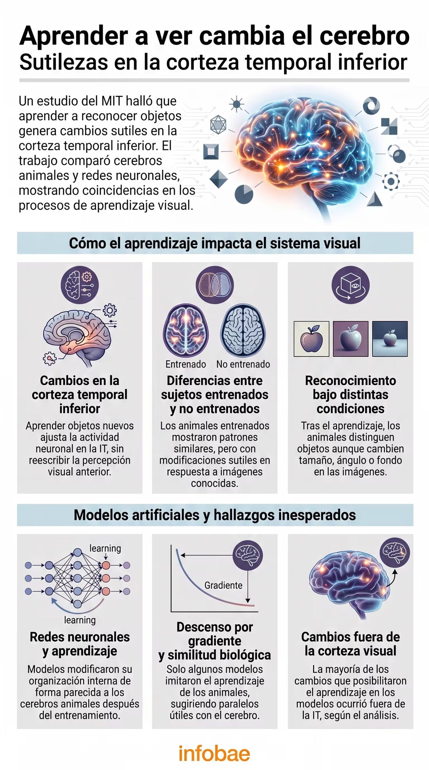 Esta infografía ilustra cómo el aprendizaje de reconocimiento de objetos provoca sutiles cambios neuronales en la corteza temporal inferior, con comparaciones de cerebros y redes (Imagen Ilustrativa Infobae)