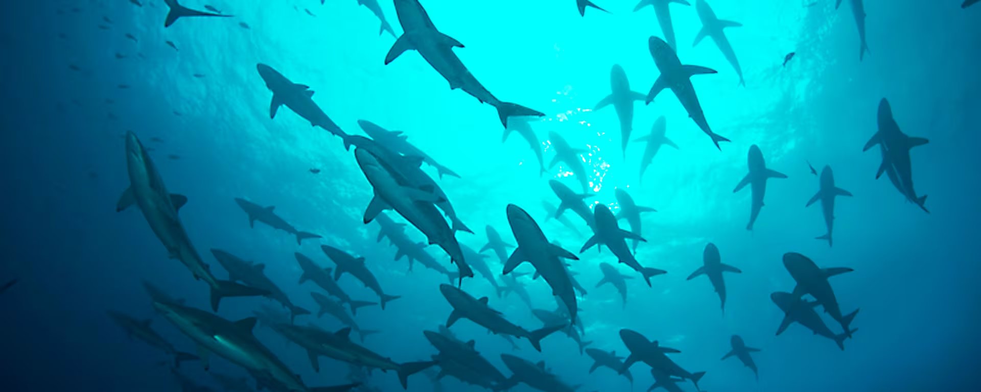 Una cámara instalada en la aleta dorsal del animal captó cómo el tiburón ballena cambia su estrategia de caza frente a la escasez de alimento - crédito Parques Nacionales Naturales de Colombia