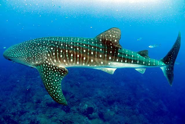 El registro audiovisual, obtenido por un equipo internacional, cuestiona teorías previas sobre la alimentación de la especie (Wikimedia Commons)