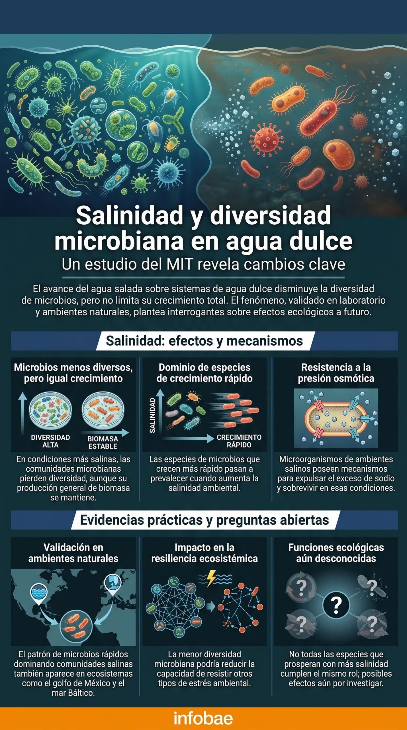 Esta infografía ilustra los efectos de la salinidad en la diversidad y crecimiento de las comunidades microbianas en sistemas de agua dulce (Imagen Ilustrativa Infobae)