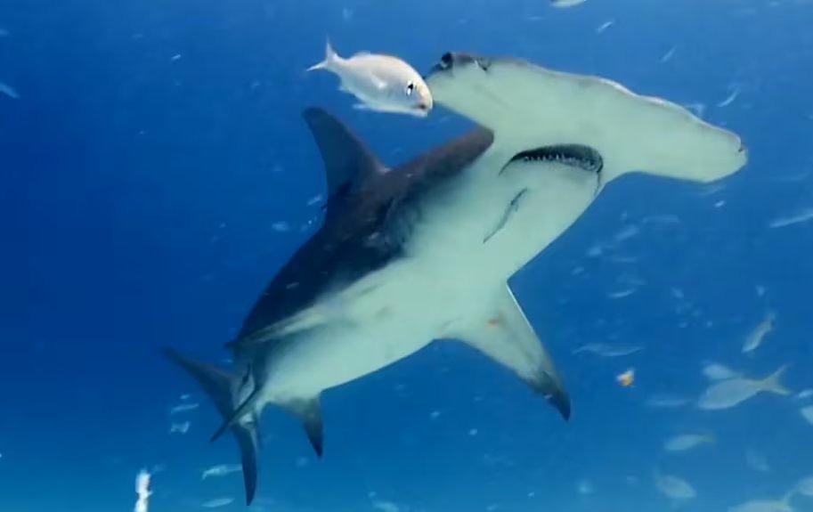 La cabeza en forma de T de los tiburones martillo les permite ampliar la visión, detectar presas y orientarse en sus migraciones (Youtube: @Vidanimal)