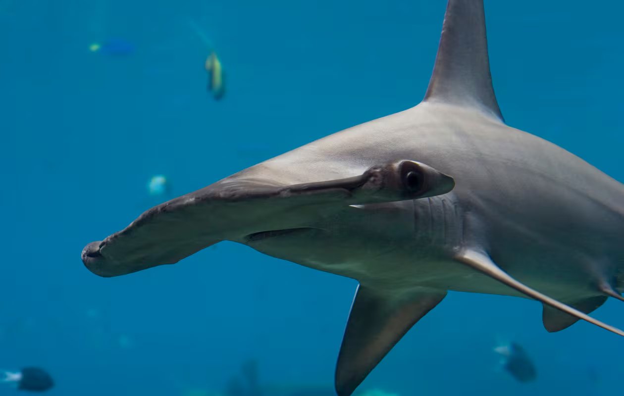 La sobrepesca de tiburones martillo y la demanda de aletas en Asia impulsan un mercado que alcanza hasta USD 550 millones al año 