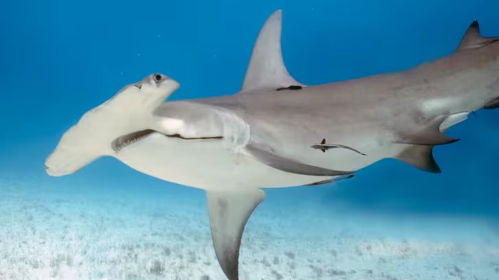 Desde la década de 1970 se perdió hasta el 75% de los tiburones oceánicos, en un contexto en el que mueren entre 73 y 100 millones de tiburones al año (Freepik)