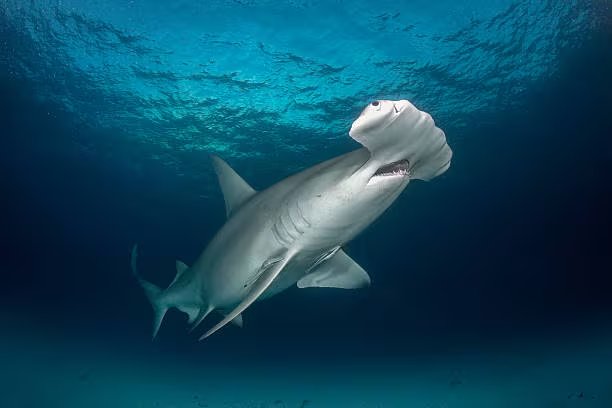 Las áreas marinas protegidas favorecen la conservación de los tiburones martillo, como mostró Cabo Pulmo en México con un aumento del 463% de la biomasa marina en 14 años (iStock)