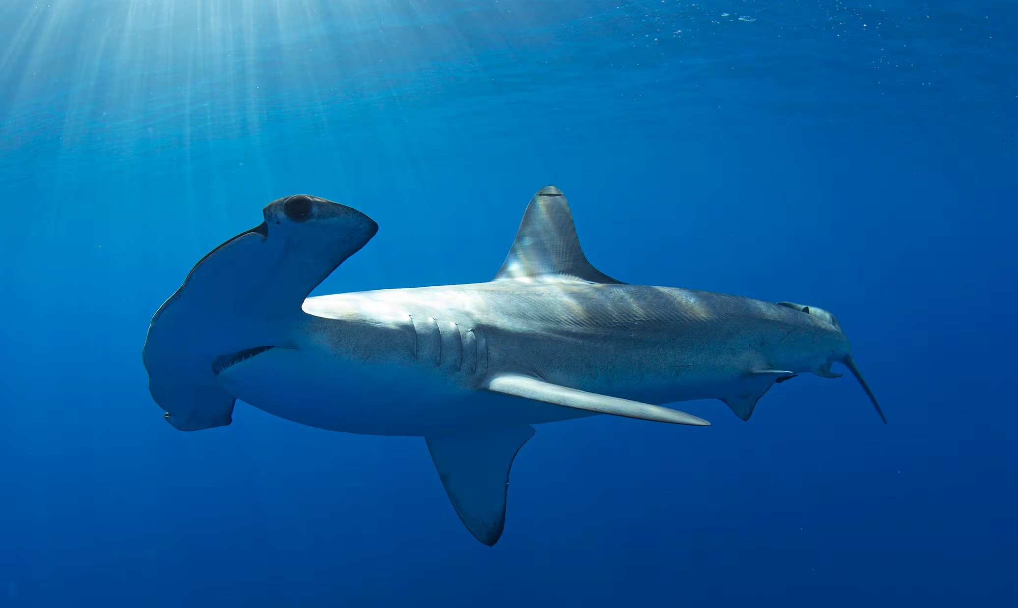 El rastreo científico de los tiburones martillo y su inclusión en el Apéndice I de la Convención sobre Especies Migratorias refuerzan la protección internacional y ayudan a preservar el equilibrio marino (Europa Press)