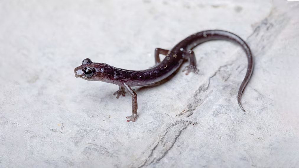 Pseudoeurycea parraoleae (UNAM)