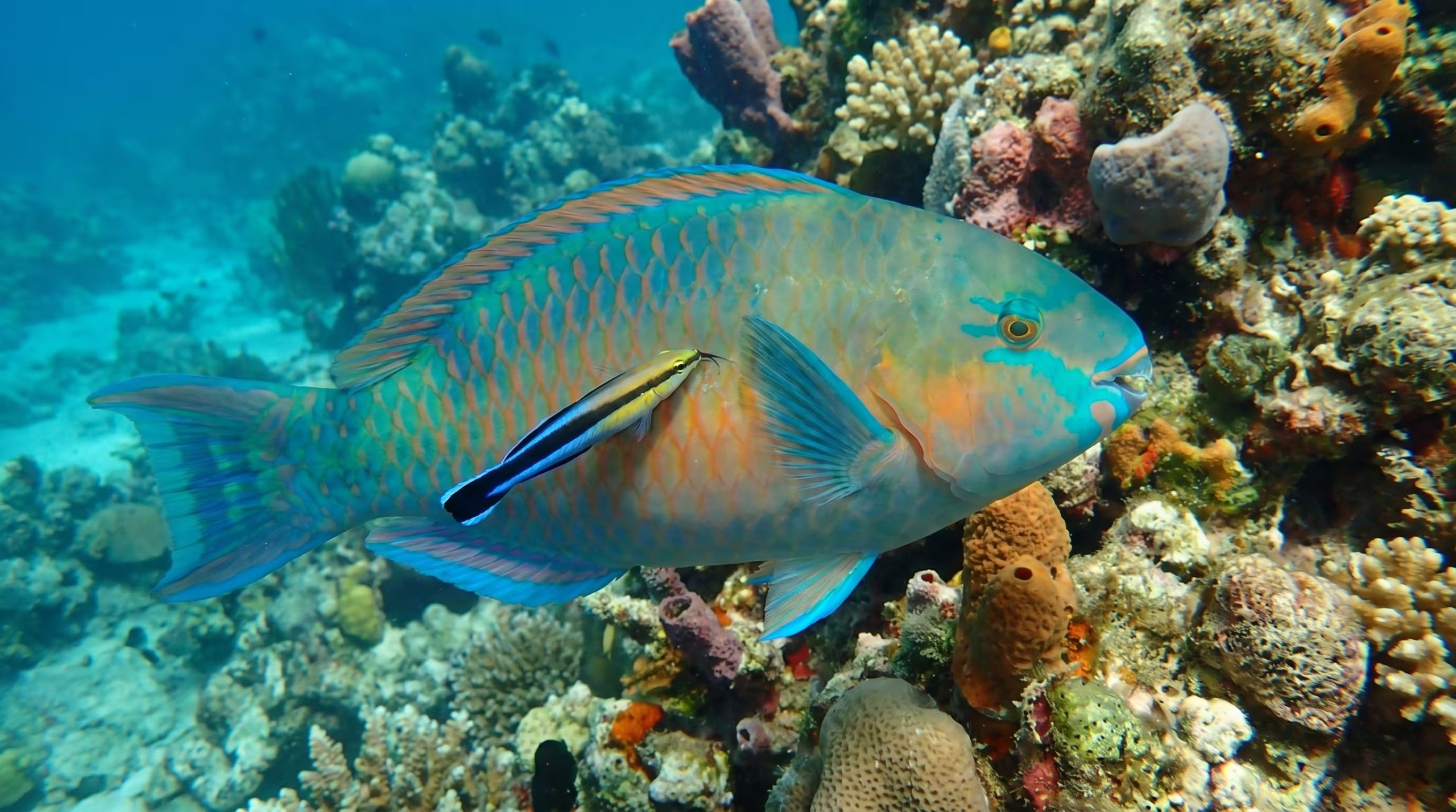 Investigadoras reportan que los cíclidos híbridos se adaptan a aguas contaminadas, lo que podría dificultar la recuperación de peces endémicos y alterar el ecosistema (Imagen Ilustrativa Infobae)