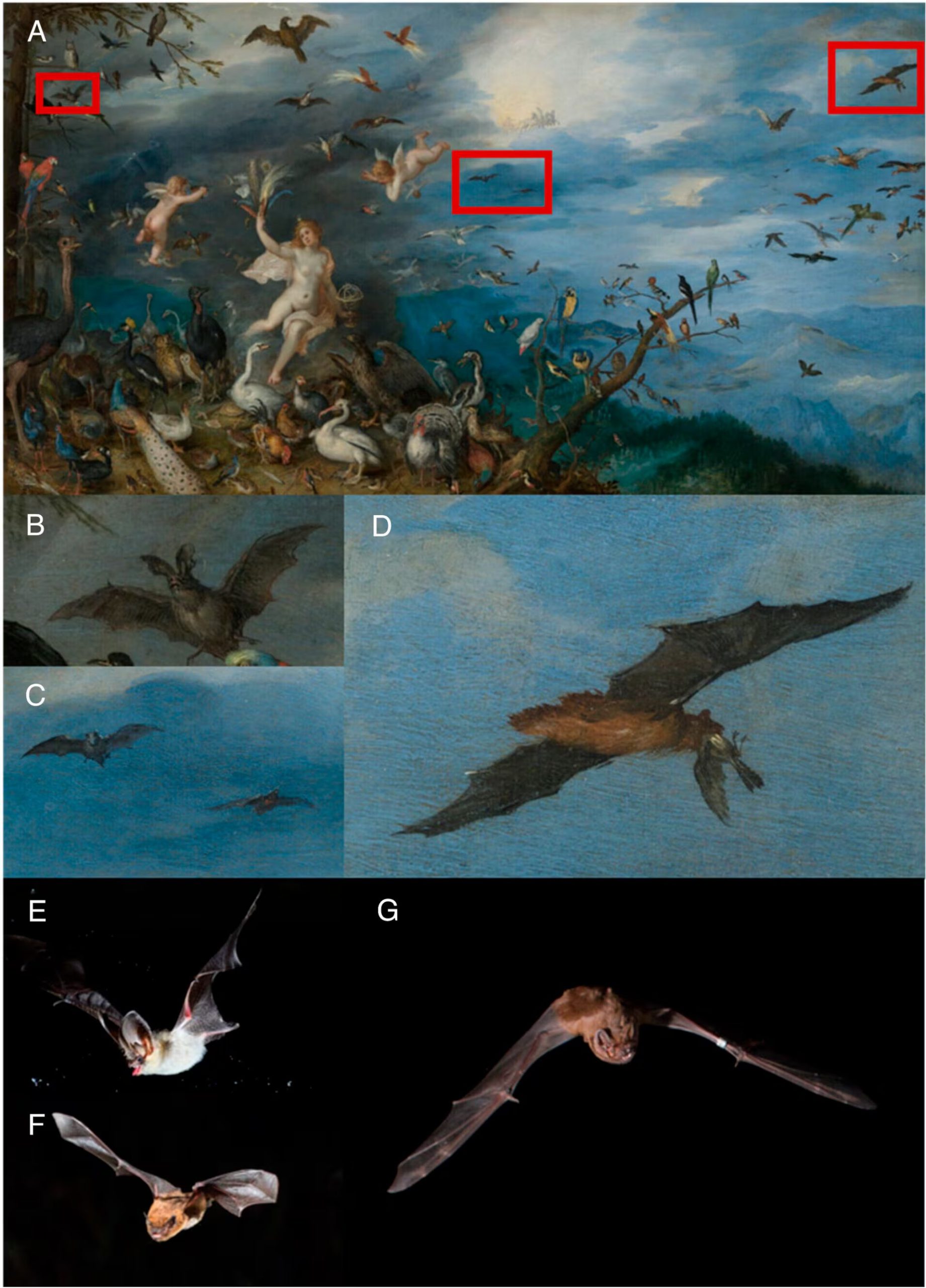 Los autores identificaron en la pintura un murciélago del género Nyctalus y señalaron que sus rasgos lo acercan al nóctulo gigante, aunque no descartan al nóctulo común (Credit: Proceedings of the National Academy of Sciences (2026). DOI: 10.1073/pnas.2536525123)