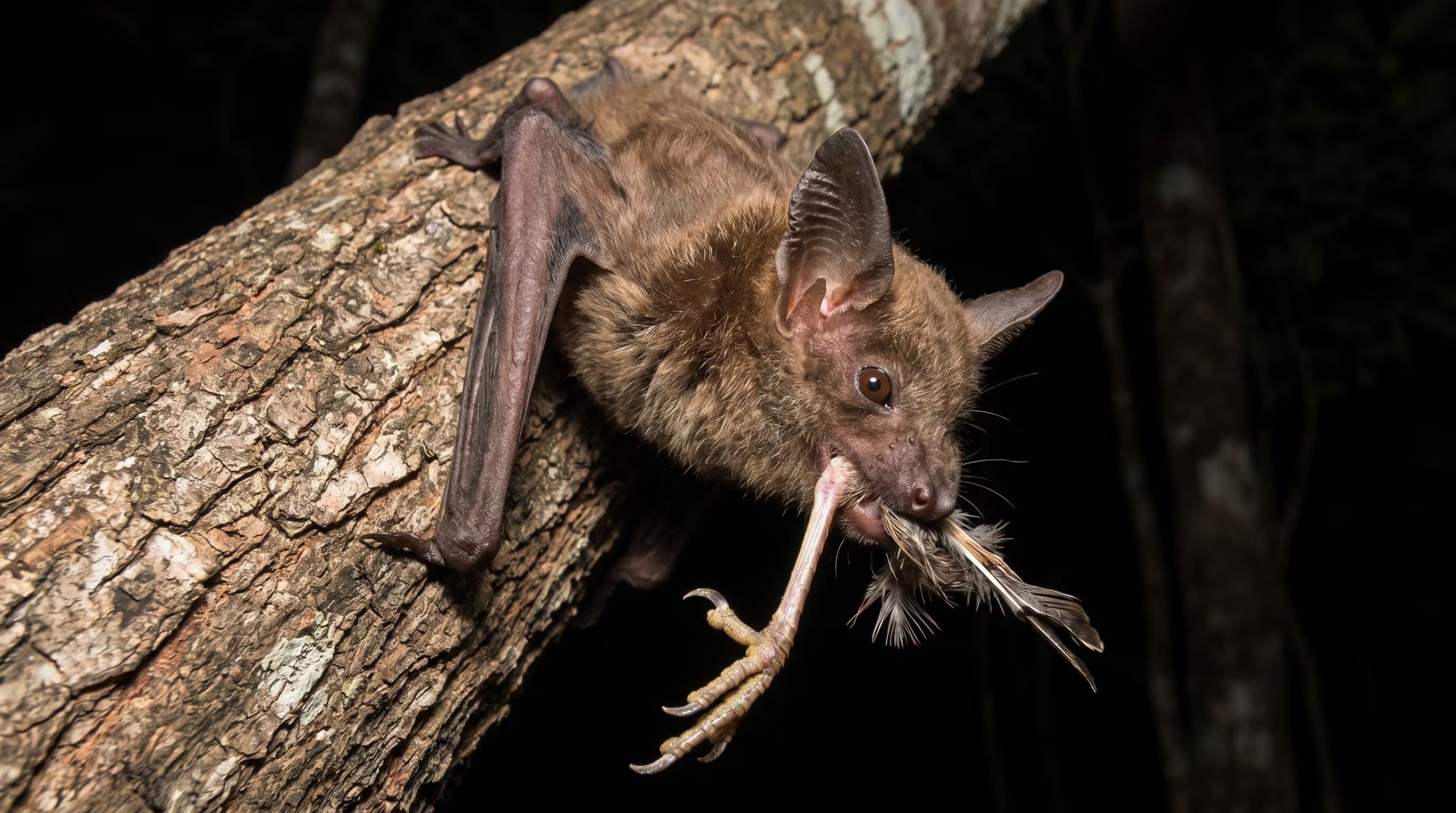 El seguimiento biológico, el monitoreo acústico y la confirmación molecular demostraron que el nóctulo gigante captura aves migratorias a gran altura con ayuda de la ecolocación (Imagen Ilustrativa Infobae)