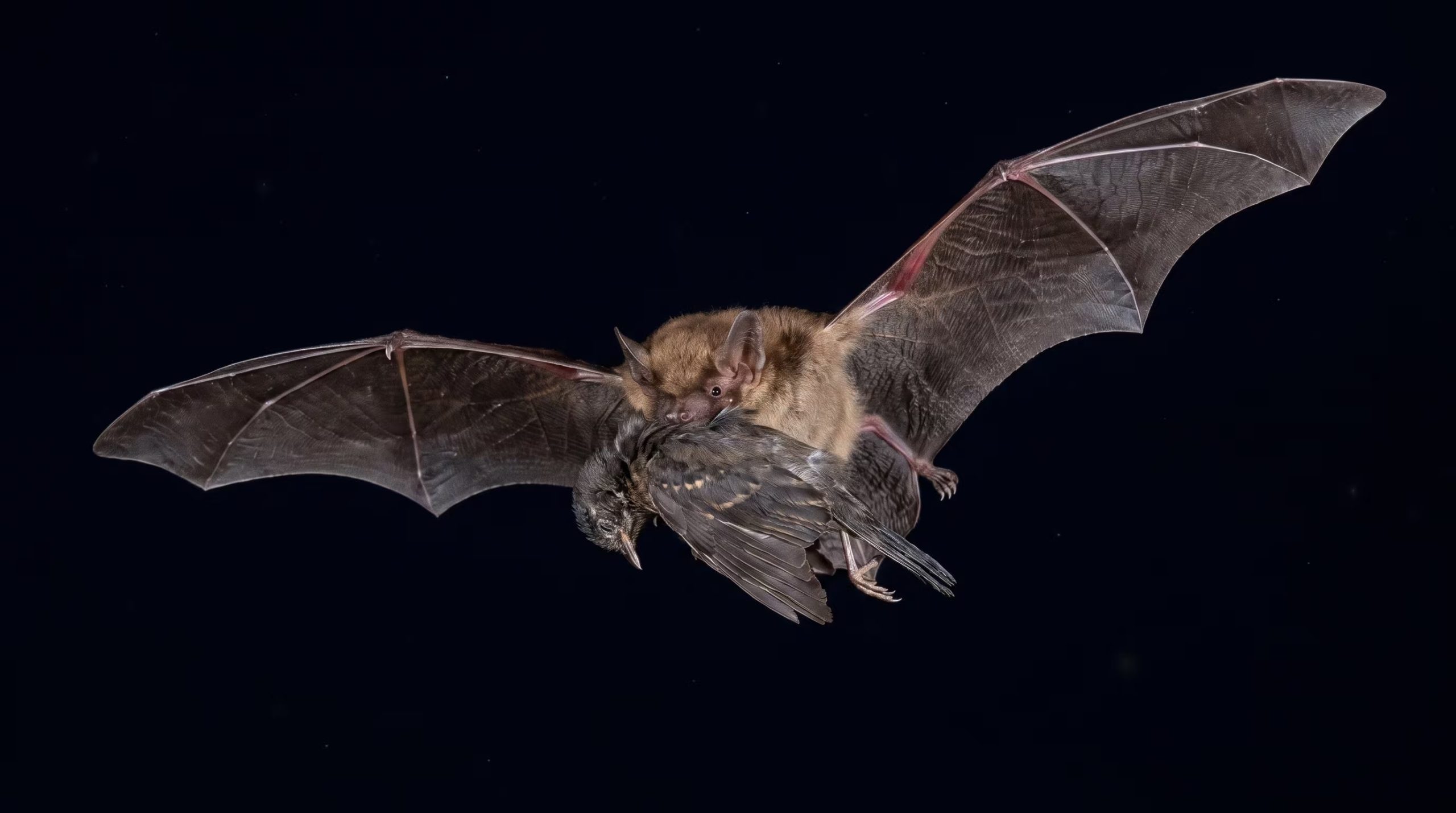 La ciencia confirmó que el nóctulo gigante caza aves migratorias tras dos décadas de indicios, con plumas en heces y ADN de más de 30 especies de aves nocturnas (Imagen Ilustrativa Infobae)