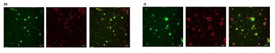 SpudCell es una célula artificial formada a partir de componentes no vivos y ensamblada en laboratorio con un genoma sintético (Biotic)