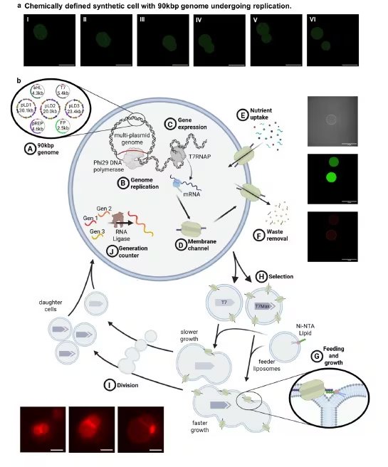 El ciclo vital de SpudCell abarca fases de alimentación, replicación y división celular (Biotic)