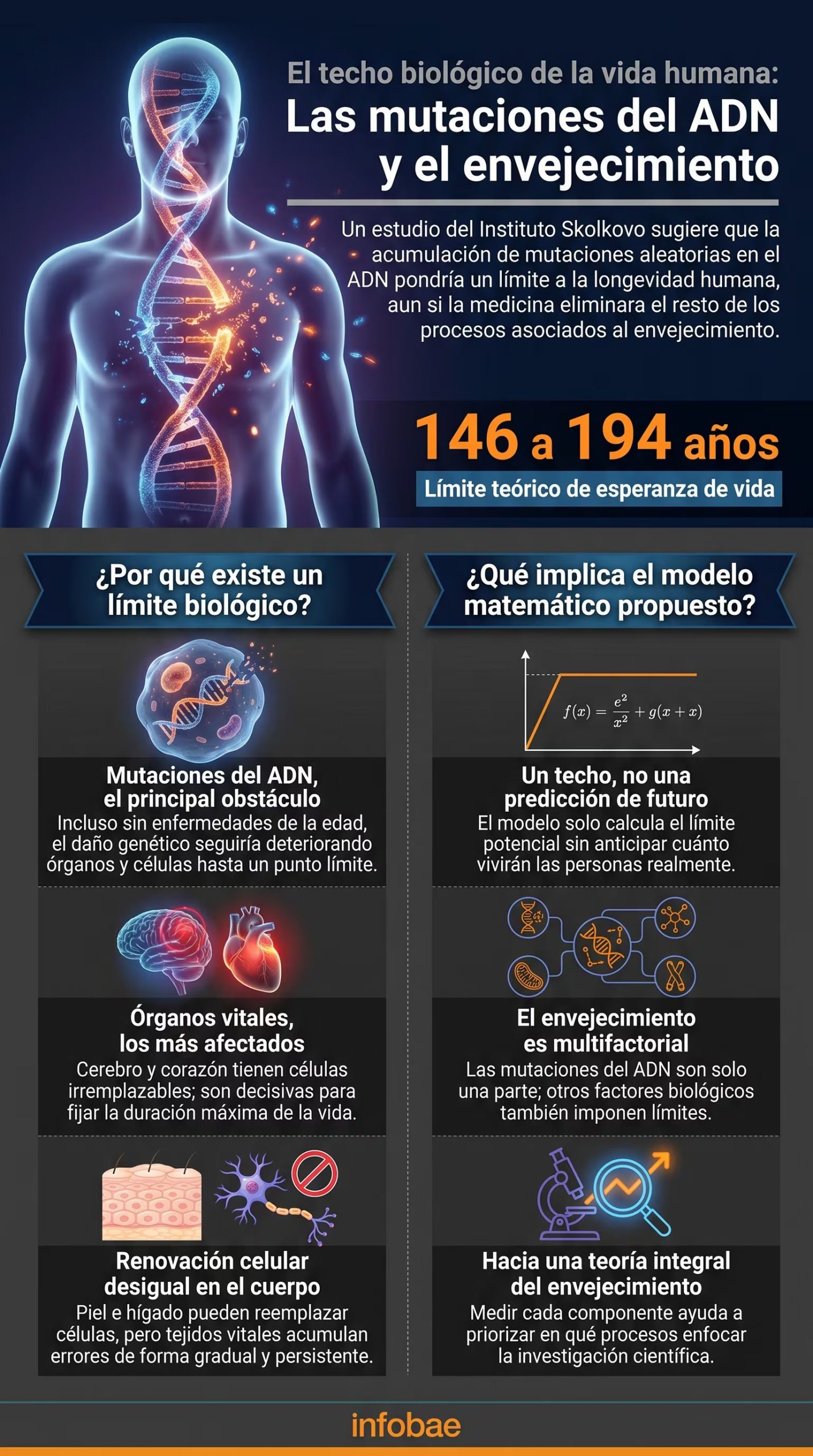 Esta infografía ilustra las mutaciones del ADN y el envejecimiento como el techo biológico de la vida humana, con un límite teórico de esperanza de vida de 146 a 194 años, según el Instituto Skolkovo (Imagen Ilustrativa Infobae)
