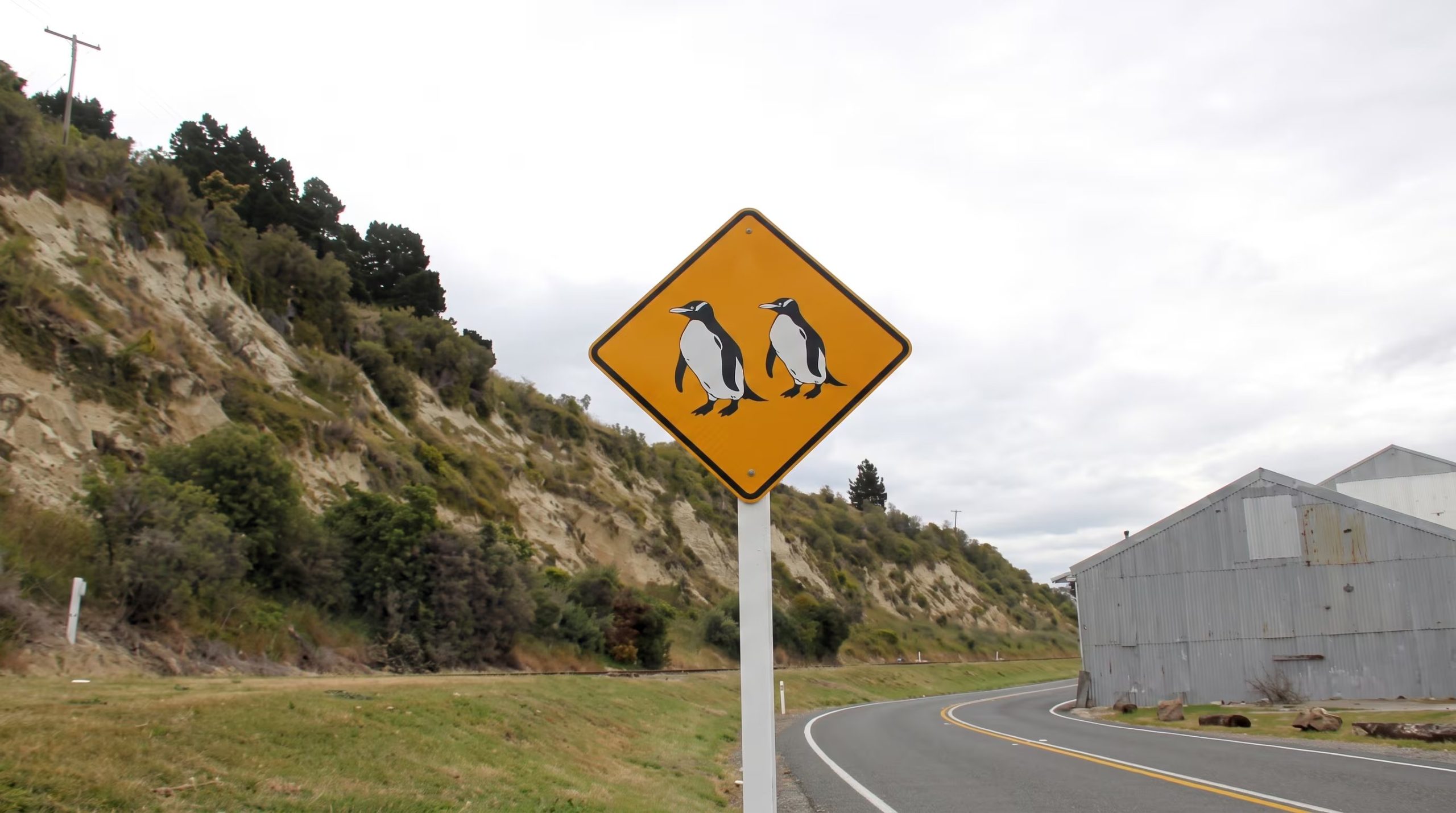 En Oamaru, Nueva Zelanda, los carteles viales alertan sobre el cruce nocturno de pingüinos azules para reducir atropellos (Imagen Ilustrativa Infobae)