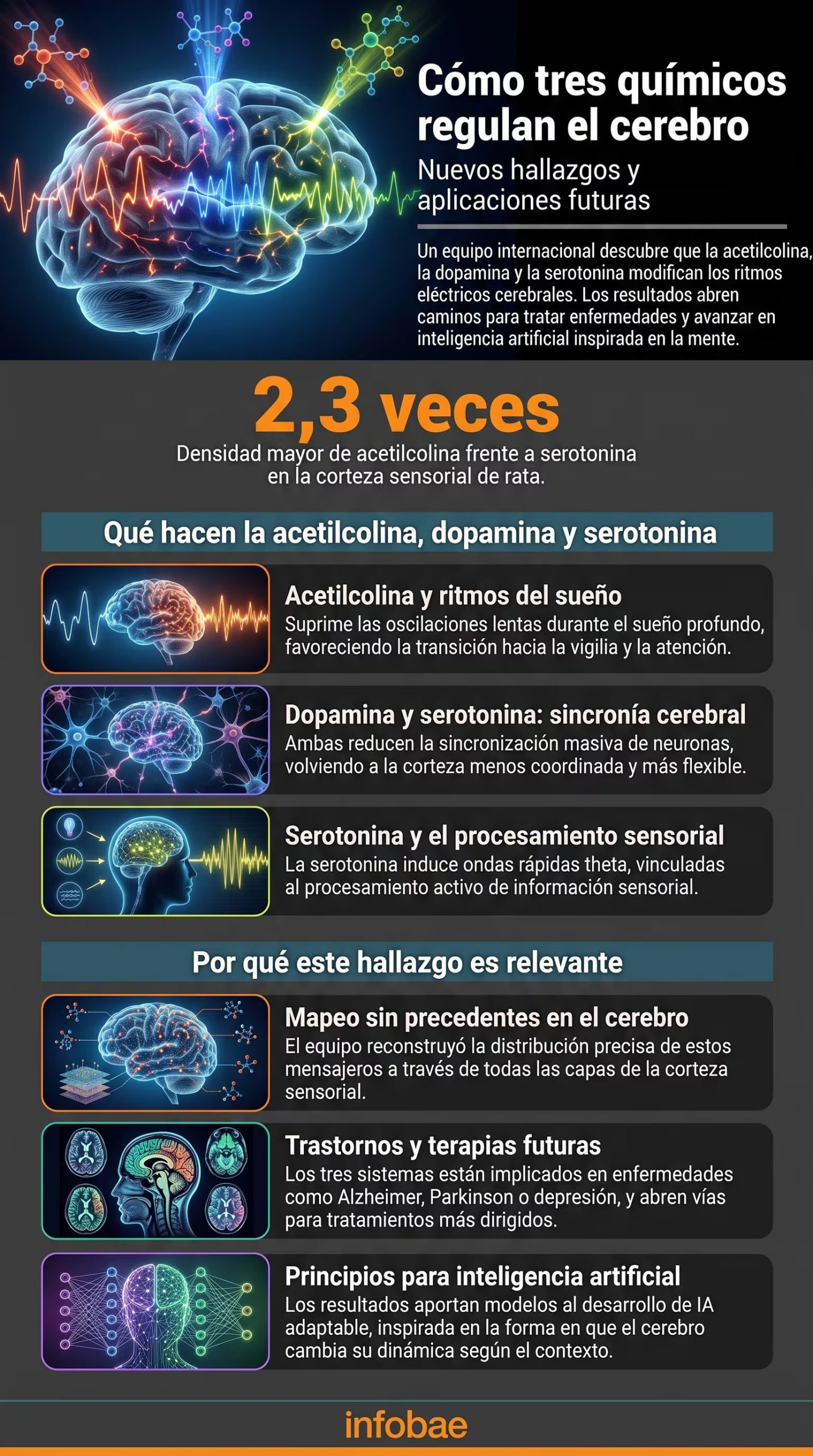 La investigación publicada en PLOS Computational Biology combinó mediciones experimentales y modelos computacionales para simular un microcircuito cortical completo (Imagen Ilustrativa Infobae)