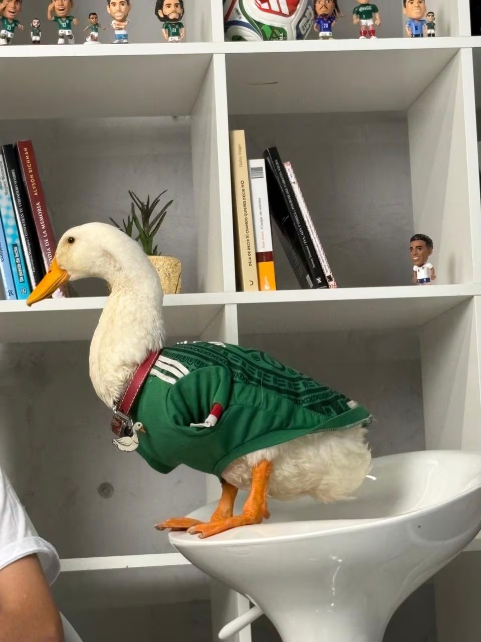 El Pato Merlín y su familia están por lanzar Merch oficial (Infobae México/ Luz Coello)
