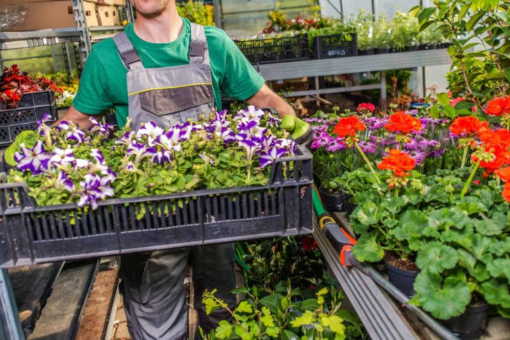 Mientras una planta pequeña puede ser distribuida junto con decenas de otras unidades, un ejemplar de gran porte puede ocupar buena parte del espacio disponible dentro del vehículo y demandar maniobras especiales para ingresar a edificios, patios o terrazas (Foto: Shutterstock)