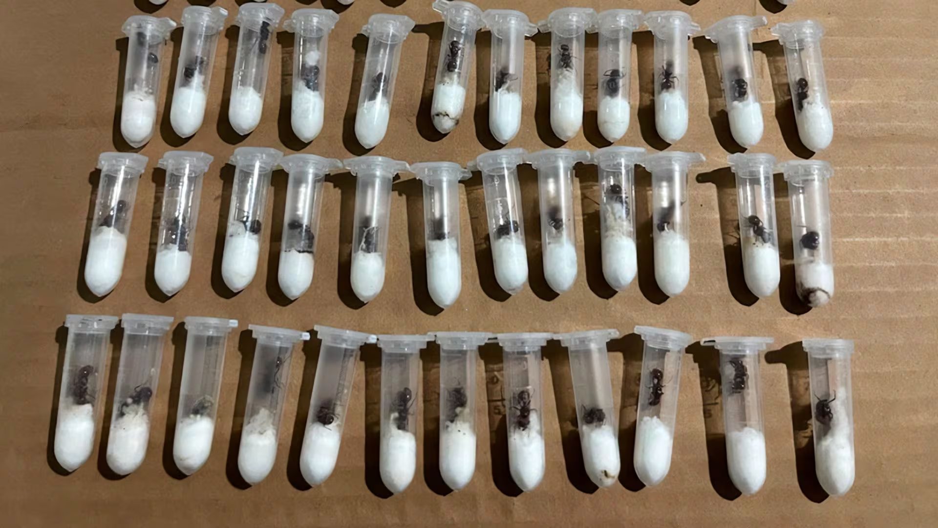 Las hormigas eran trasladadas en tubos de ensayo.
Foto: Profepa