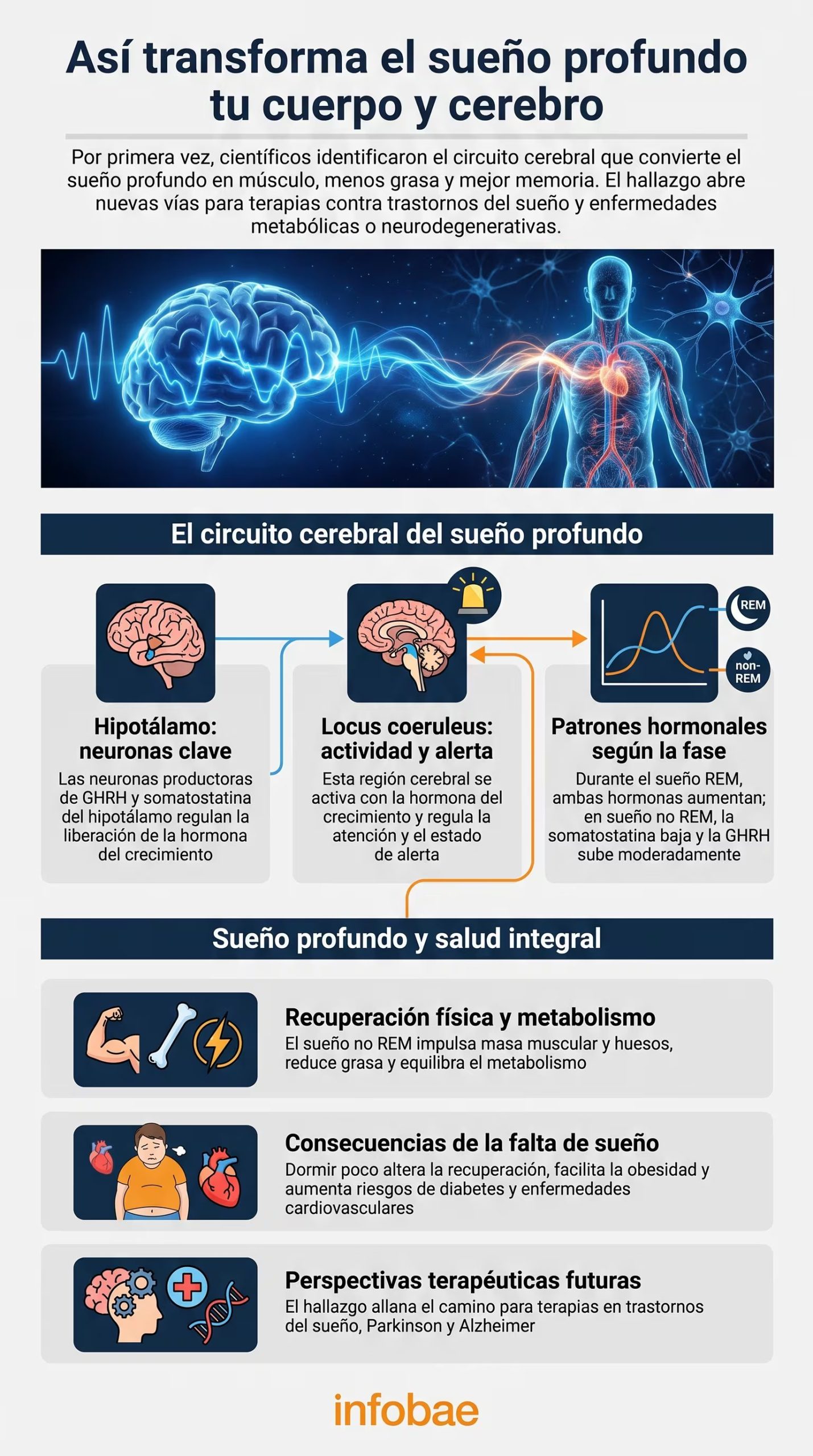 Una infografía detalla el circuito cerebral identificado por la Universidad de California-Berkeley que relaciona el sueño profundo con la liberación de hormona del crecimiento y la mejora de la salud física y cognitiva. (Imagen Ilustrativa Infobae)