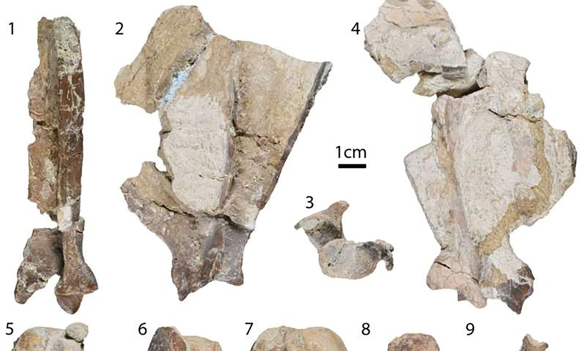 Huesos fosilizados de las extremidades delanteras de Mesocyon coryphaeus, entre ellos las escápulas, el húmero, el radio y el cúbito. Su análisis reveló que este cánido tenía patas cortas y robustas y articulaciones más móviles que los perros actuales (Gentileza, estudio Postcrania and locomotor function of Mesocyon coryphaeus (Canidae, Carnivora) from the Arikareean of North America, publicado en Journal of Paleontology (2026))