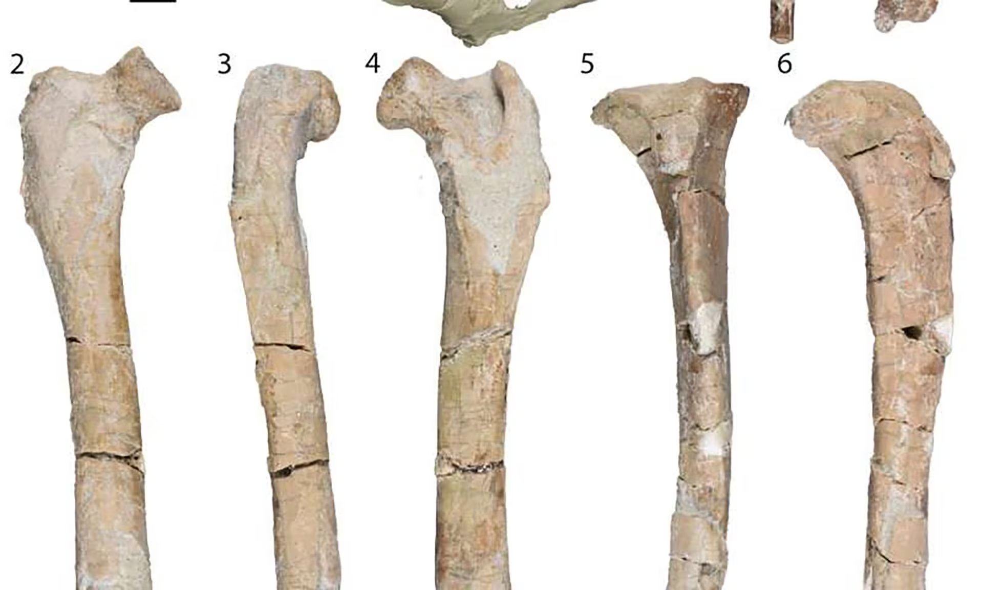 Distintas vistas de los huesos fosilizados de las extremidades de Mesocyon coryphaeus. Su forma corta y robusta indica que este cánido prehistórico no estaba adaptado para correr largas distancias como los perros actuales
(Gentileza, estudio Postcrania and locomotor function of Mesocyon coryphaeus (Canidae, Carnivora) from the Arikareean of North America, publicado en Journal of Paleontology (2026))