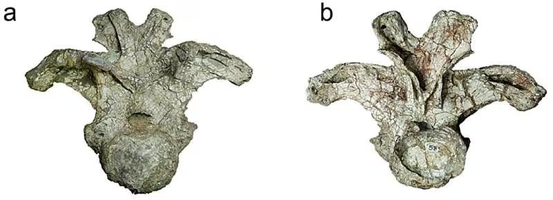 El hallazgo se realizó a partir de una vértebra dorsal anterior hallada en la provincia de Kalasin (Crédito: Scientific Reports (2026). DOI: 10.1038/s41598-026-49822-3)