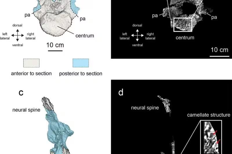 El fósil presenta una estructura ósea única, con láminas en Y no vistas en otros ejemplares (Crédito: Scientific Reports (2026). DOI: 10.1038/s41598-026-49822-3)
