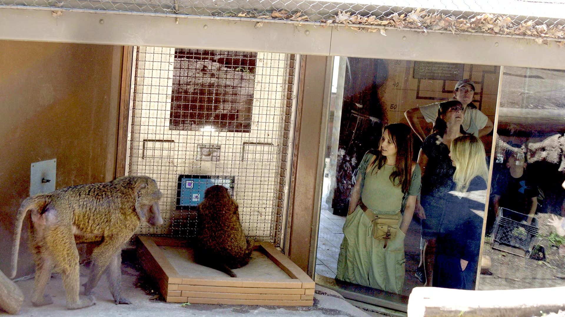 Jessica Cantlon (Universidad Carnegie Mellon) y Caroline DeLong (Instituto Tecnológico de Rochester) observan cómo una babuina de color oliva llamada Olivella interactúa con el Primate Portal». Otro babuino que participa con frecuencia, llamado Kalamata, se encuentra cerca/ CRÉDITO
Instituto Tecnológico de Rochester