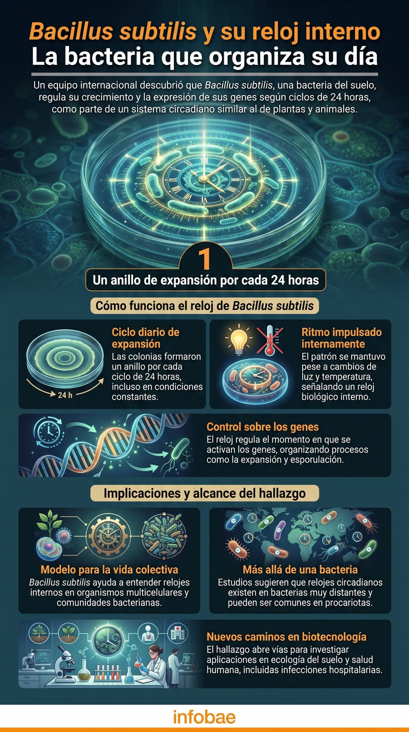 Una infografía detalla cómo la bacteria del suelo Bacillus subtilis organiza su crecimiento y expresión génica mediante un reloj circadiano interno. (Imagen Ilustrativa Infobae)