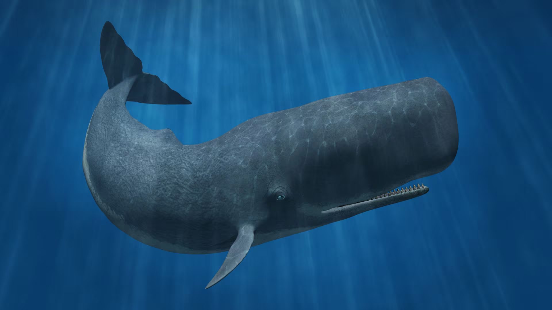 La conservación de los cachalotes en el Mediterráneo debe considerar los dialectos para detectar amenazas como el tráfico marítimo, la contaminación acústica y los cambios en el hábitat (iStock)