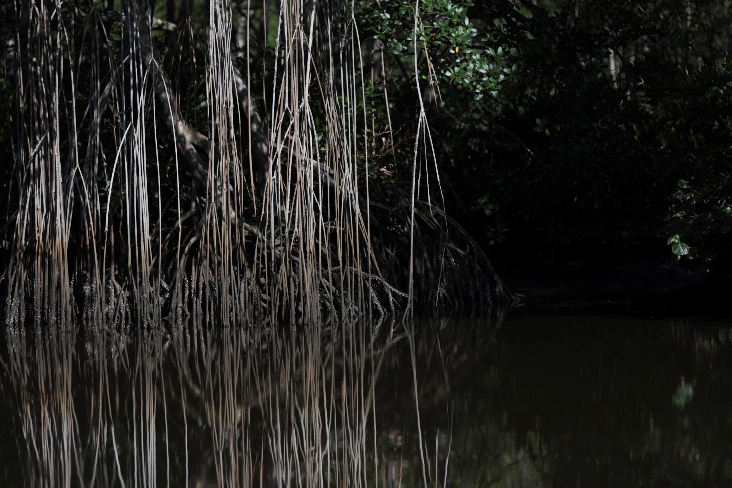Los manglares son ecosistemas de árboles y arbustos adaptados a zonas costeras donde el agua dulce y salada se mezclan, soportan mareas y suelos salinos (REUTERS/Ricardo Moraes)