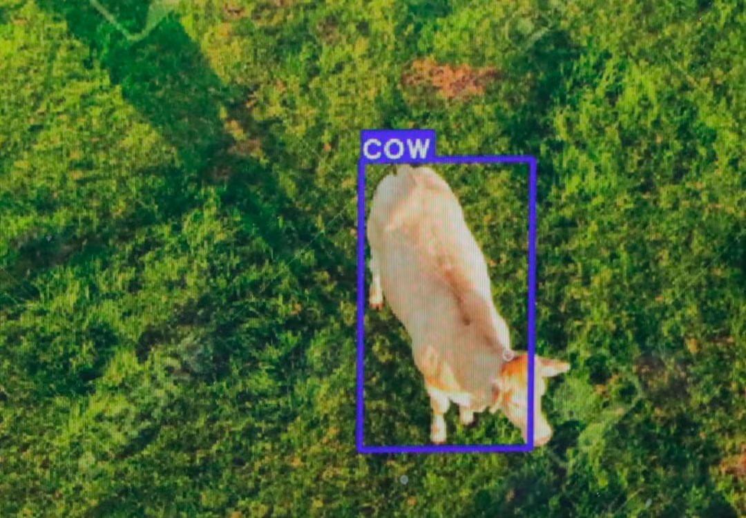 El software desarrollado permite geolocalizar la posición y cantidad de ganado en zonas protegidas, mejorando el control sobre la ganadería extensiva - crédito Universidad de la Sabana