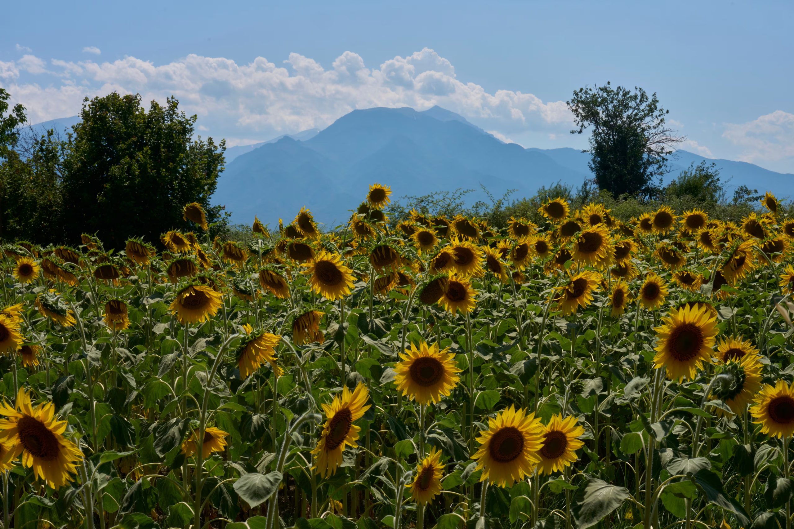 La propuesta presentada por Grecia en 2014 combina biodiversidad y legado histórico (AP foto/Petros Giannakouris)