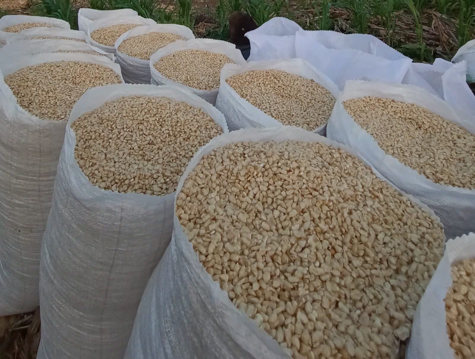 El Salvador prevé alcanzar entre 17 y 18 millones de quintales de maíz, suficiente para cubrir la demanda nacional estimada en 20 millones de quintales./(Redes de Óscar Domínguez)