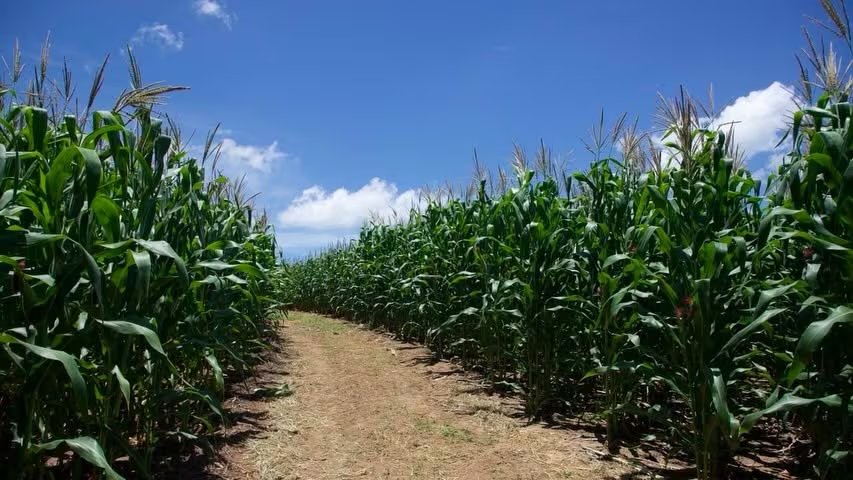 El país registra un crecimiento histórico en la superficie cultivada y en la diversificación de productos, facilitado por tecnología de monitoreo y nuevas políticas de apoyo a pequeños y medianos productores (Foto cortesía MAG)