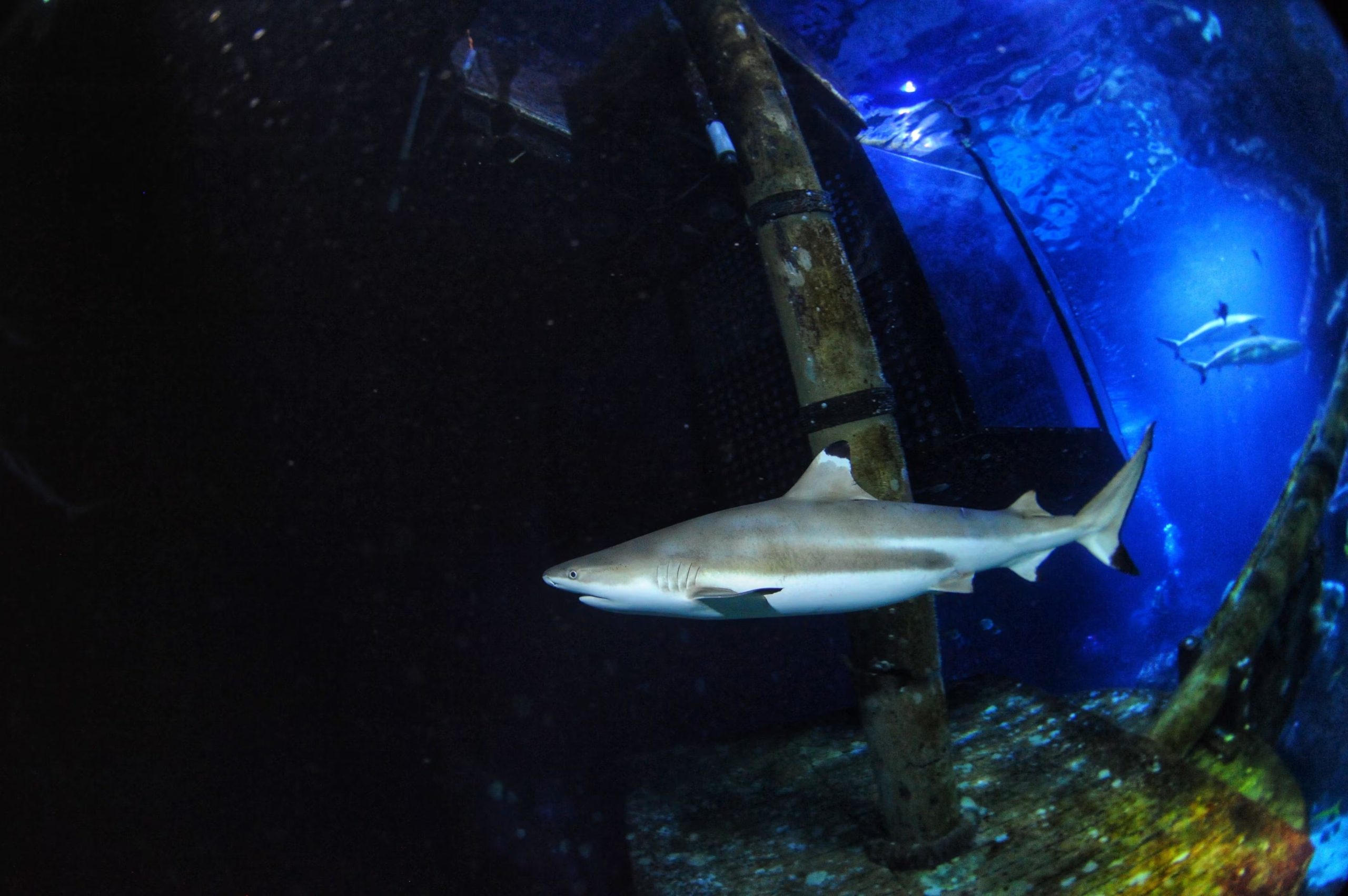 La experiencia no cambió la admiración de Fairlamb por los tiburones, especies que considera esenciales para la salud de los océanos.(Maximilian Baum/Heinrich Heine University Duesseldorf via AP)