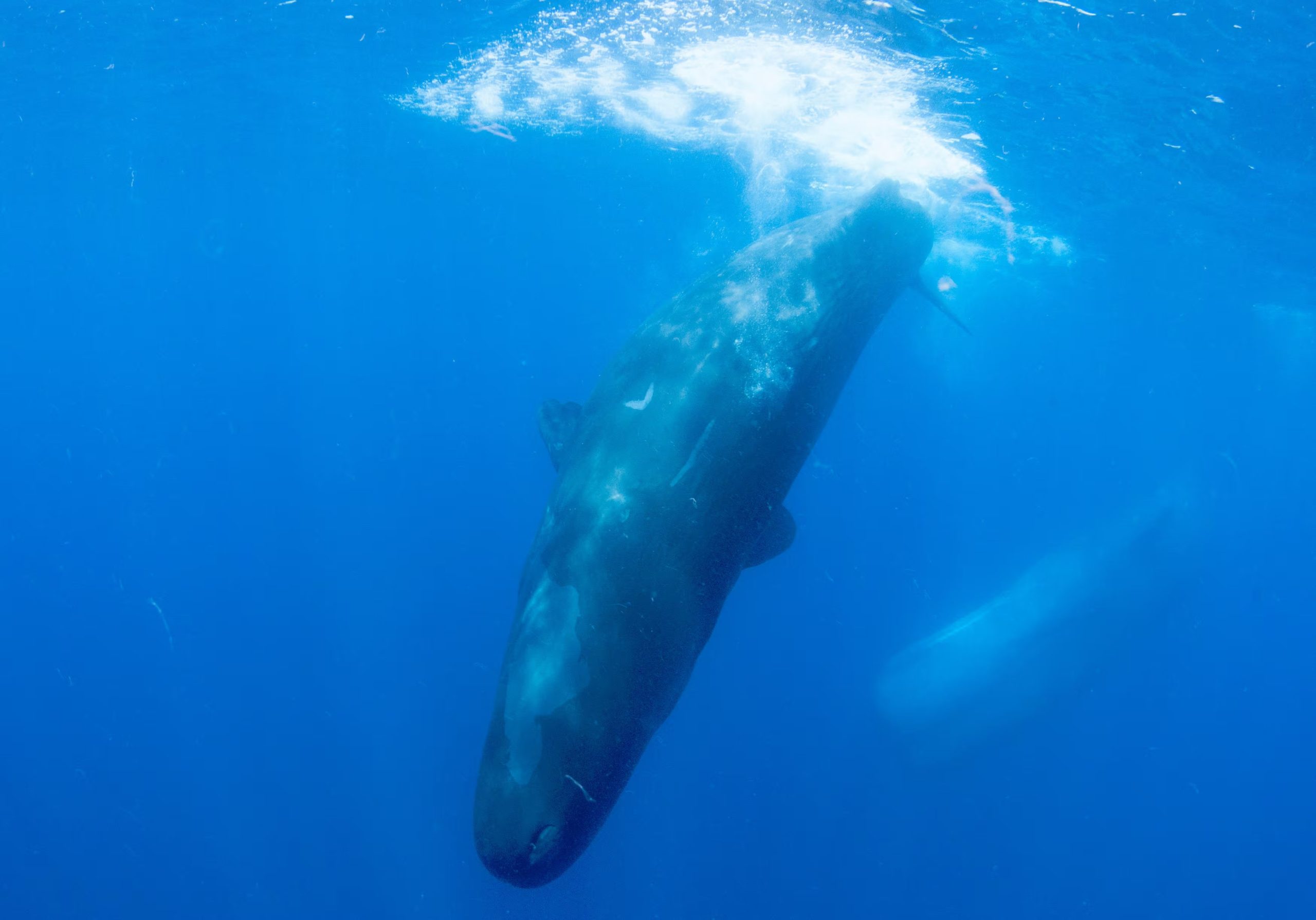 Los cachalotes, o Physeter macrocephalus, duermen entre 10 y 15 minutos en posición vertical con la cabeza hacia arriba (REUTERS/Joshua Barton)