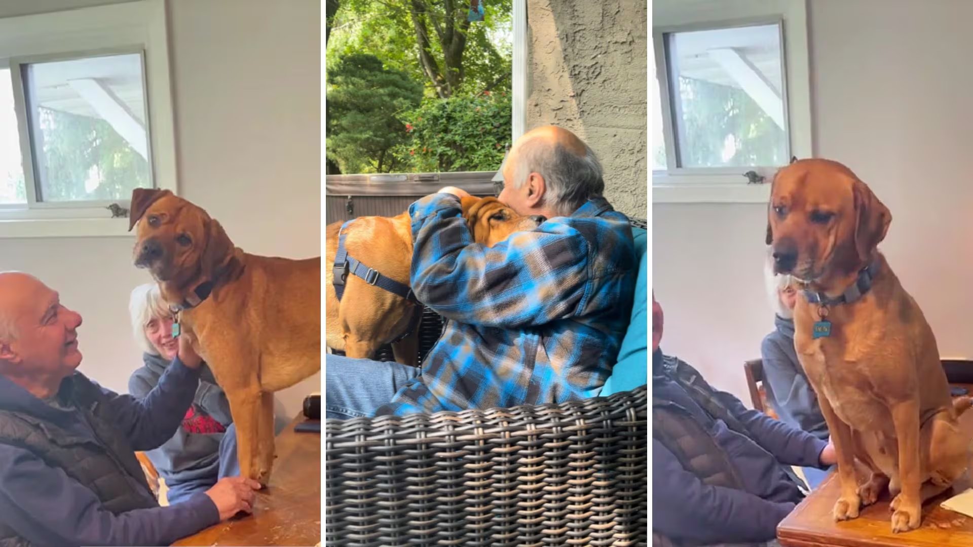 Los abuelos de mascotas expresan cómo el afecto y el cuidado se reubican en nuevas formas de familia cuando la abuelidad biológica no está garantizada.