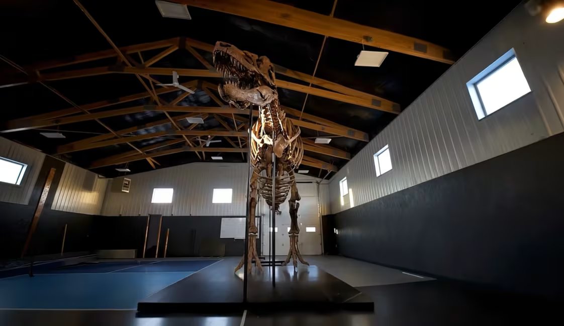 El ejemplar se considera uno de los Tyrannosaurus rex más completos hallados hasta la fecha (YouTube:@sothebys)