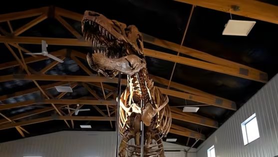 Los científicos ubican la vida del animal entre 72 y 66 millones de años atrás (YouTube:@sothebys)
