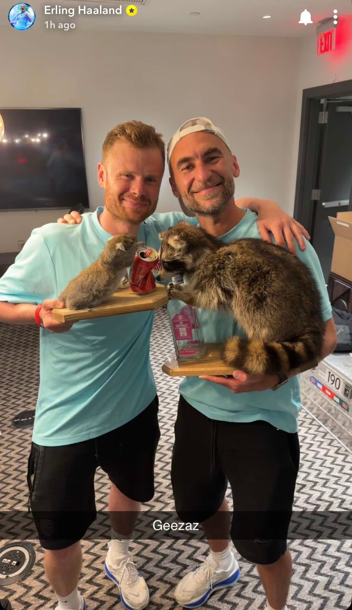 Haaland mostró en redes sociales el mapache disecado junto a ardillas disecadas, bromeó con que lo siguió hasta casa desde Estados Unidos y pidió ayuda en Instagram para ponerle nombre