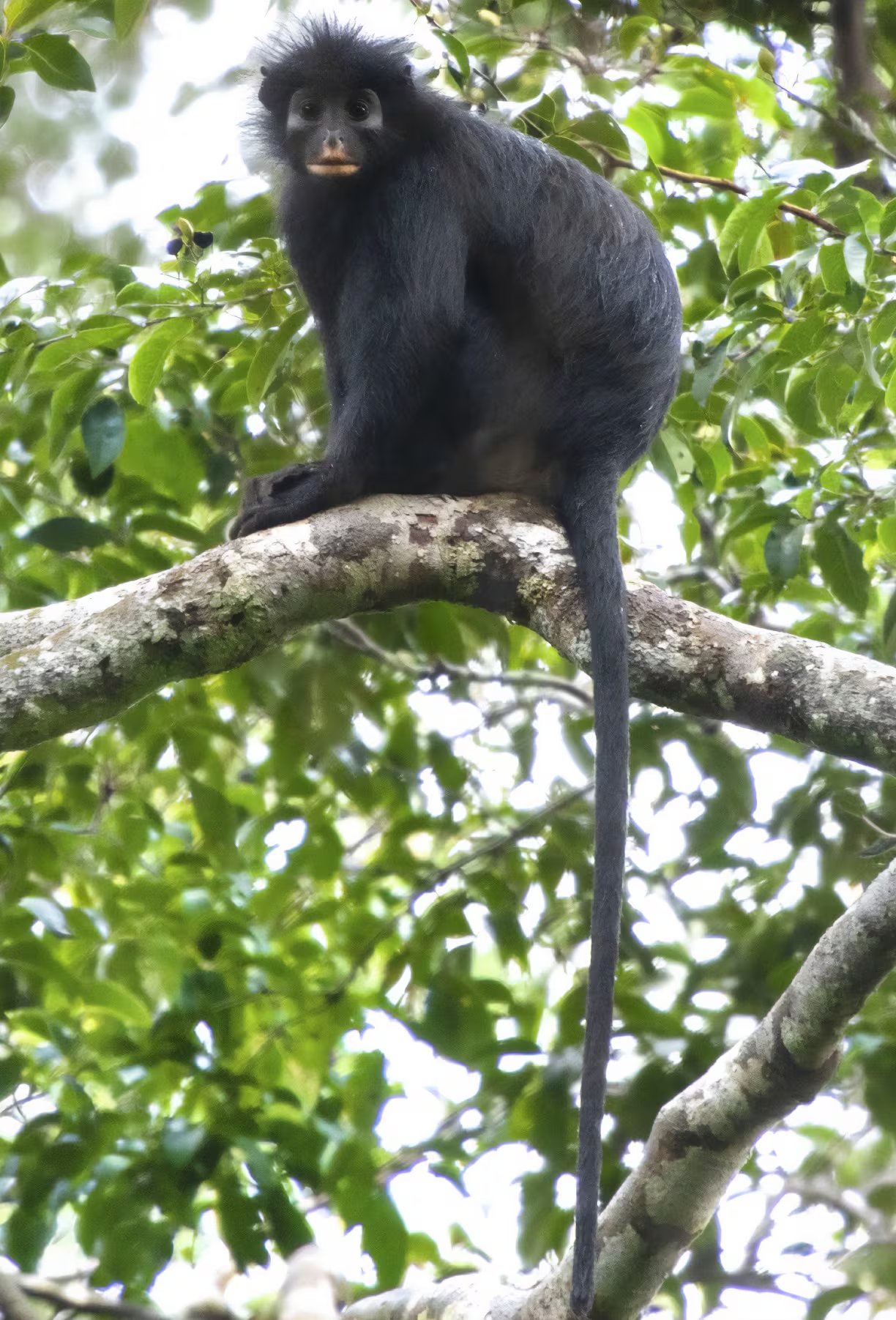 El Likweli, Colobus congoensis, fue identificado en el Parque Nacional Lomami, República Democrática del Congo (Daniel Rosengren)