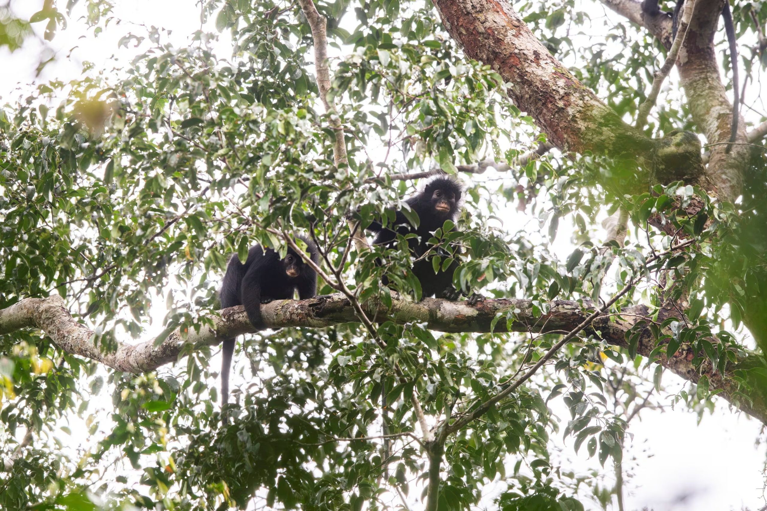 El likweli se caracteriza por un rugido potente similar al croar de una rana, acompañado de resoplidos únicos (Daniel Rosengren, Frankfurt Zoological Society/Handout via REUTERS)