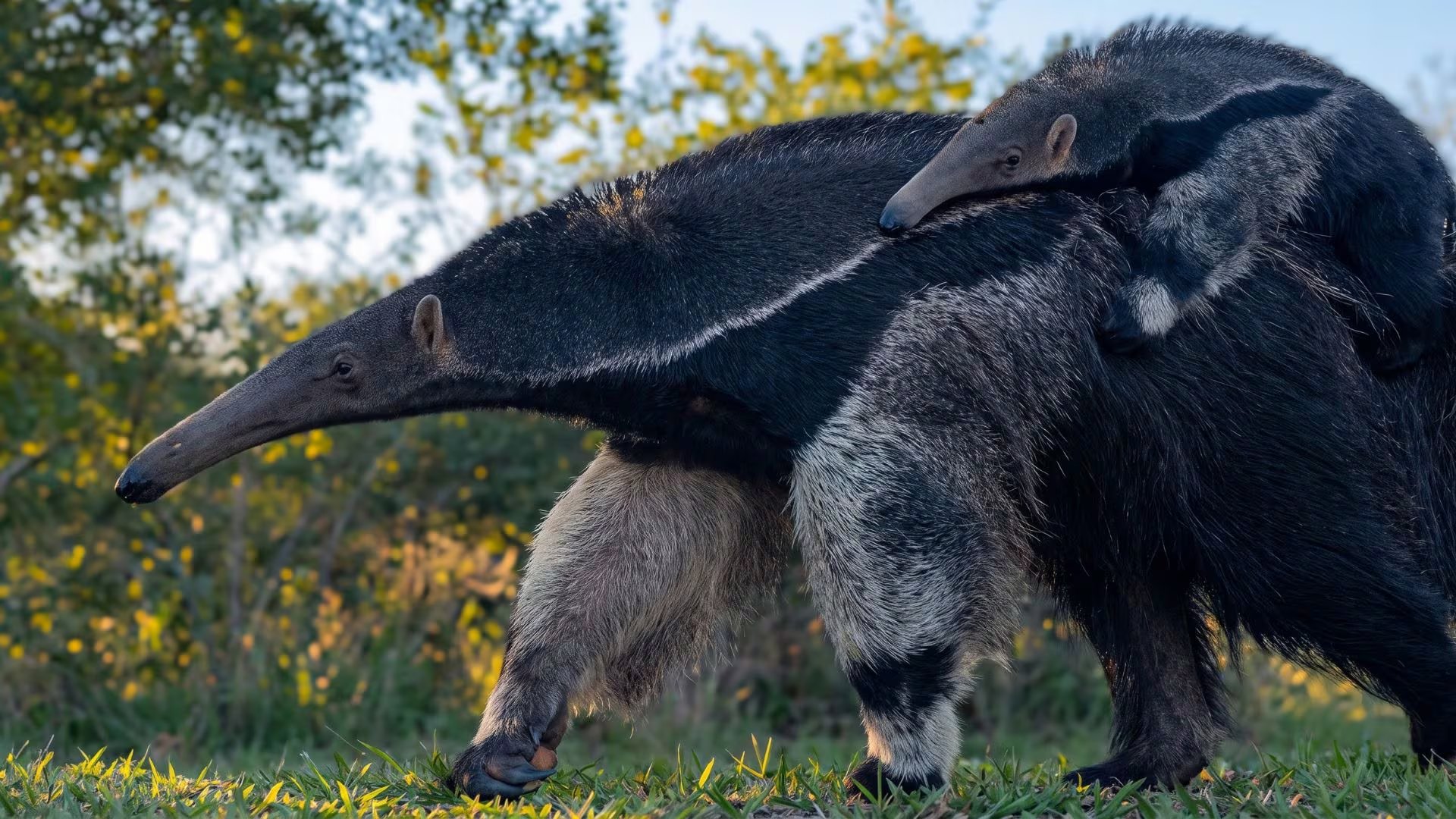 El video del oso hormiguero en el Parque Nacional Iberá se difundió en redes sociales y reunió más de 20.000 “me gusta” en pocos días (Imagen Ilustrativa Infobae / @parquenacionalibera)