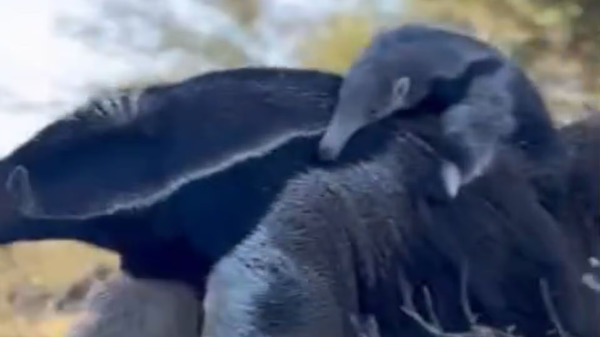 El cachorro de oso hormiguero se camufla sobre la madre porque su franja negra coincide con la de ella (@parquenacionalibera)