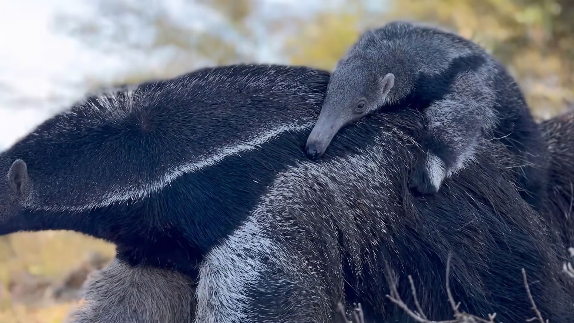 El cachorro de oso hormiguero se camufla sobre la madre porque su franja negra coincide con la de ella Imagen Ilustrativa Infobae / @parquenacionalibera)