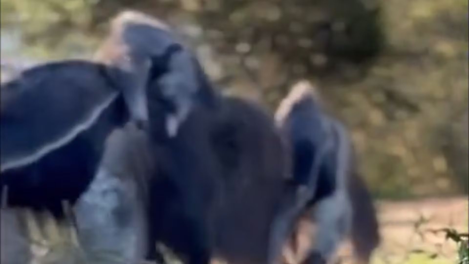 El Parque Nacional Iberá fue creado en los Esteros del Iberá para preservar la biodiversidad y recuperar fauna autóctona en Corriente (@parquenacionalibera)